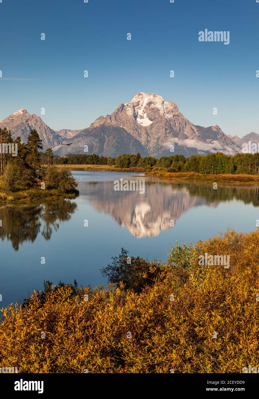 Hawk vola di fronte alla montagna che si riflette in acqua a. Oxbow Bend durante l'autunno al Grand Teton National Park Foto Stock