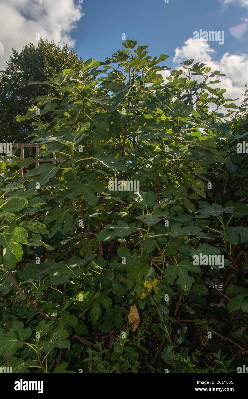 L'albero del fico è cresciuto come un albero ornamentale, fruttato contro un cielo blu con le nuvole bianche Foto Stock