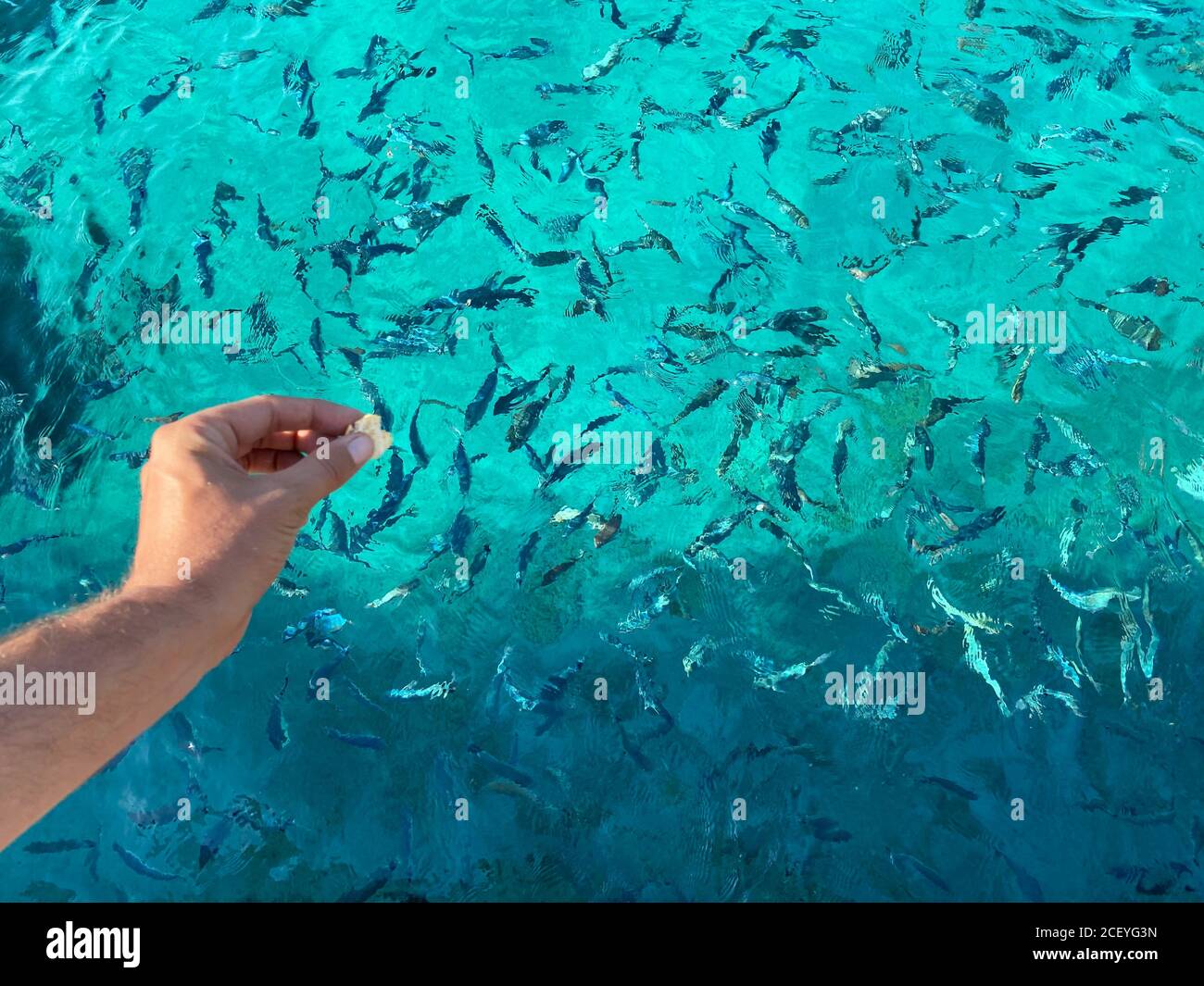 primo piano la mano della donna che lancia il pane al pesce Foto Stock