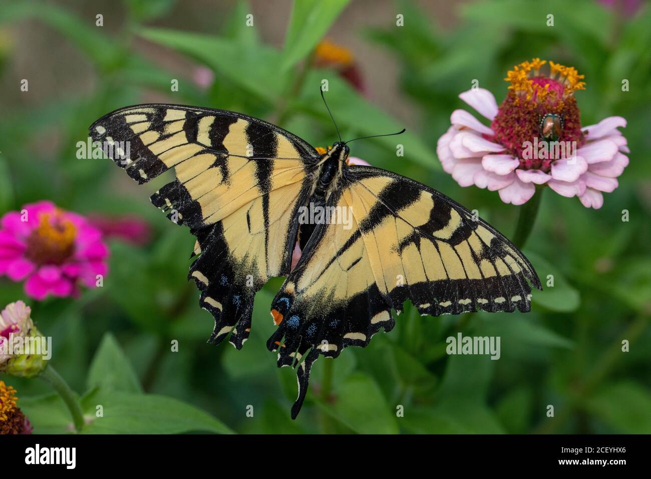 Ferito coda di rondine della tigre orientale su fiore di zinnia Foto Stock