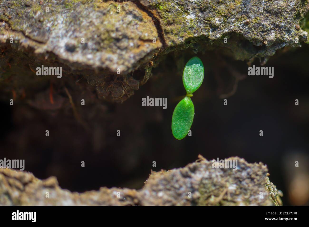 germogli verdi che sopravvivono tra le crepe nel terreno Foto Stock