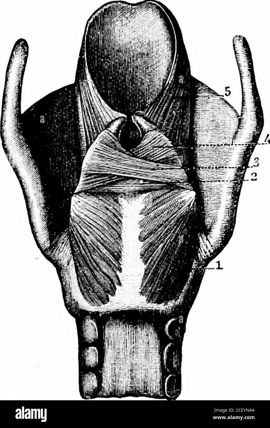 . Fisiologia umana. Fig. 215.-Vista laterale della Fig. 214.-Vista posteriore della Larynx. Laringe. i, tiroide; 2, cricoide; 3,   cartilagini aritenoidi; i, osso ioide; 2, tiroide; 3, cricoide-4, anello superiore della trachea; 5, legamenti; 6, parte epi-anteriore; 4, crico - muscolo tiroidglottide; 5, muscolo crico-aritenoide. Fibre elastiche che sono incorporate in pieghe di mucosa. Queste fibre formano le cosiddette corde vocali. Essi sono entrambi AT-tached alla cartilagine tiroidea vicino alla linea centrale, e con-sequently, quando sono allungati, i loro bordi sono avvicinatilparallelo, in modo che solo un sottile Foto Stock