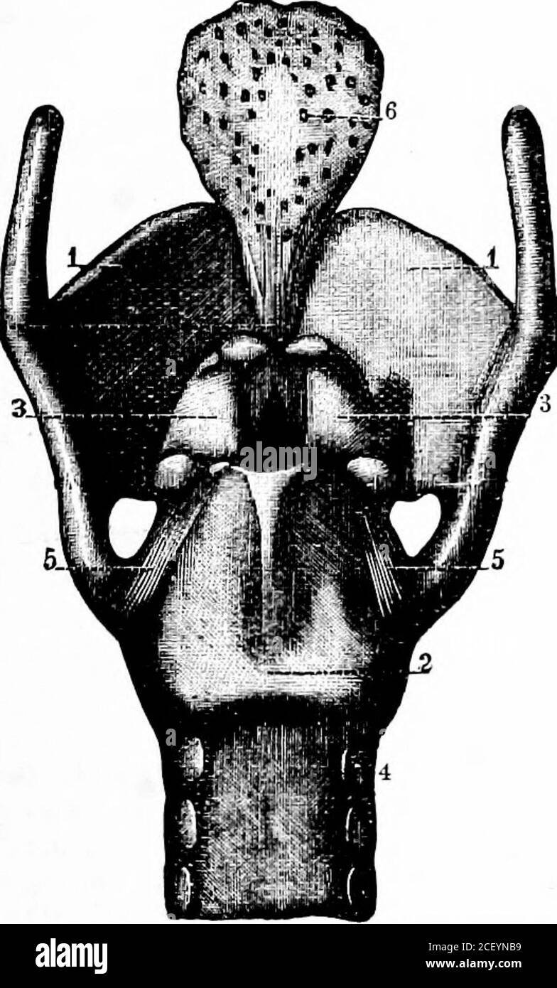 . Fisiologia umana. Fig. 213.-Vista frontale della Larynx. 1, osso ioide; 2, cartilagine tiroidea; 3, cricoide; 4, primo anello cartilagineo della trachea; 5, membrana; 6, funzionano legamenti, le cui parti sono mobili l'una sull'altra, la motioneessendo prodotta dalla contrazione di vari muscoli. La VOCE 223 cartilagini tiroidei e cricoidi sono già stati descritti (SEEP. 140). La porzione più alta (posteriore) del cricoide è sormontedda due cartilagini piramidali chiamati cartilagini aritenoidi. Queste formano articolazioni mobili con il cricoide, a cui sono tenuti da legamenti. Devono anche Foto Stock