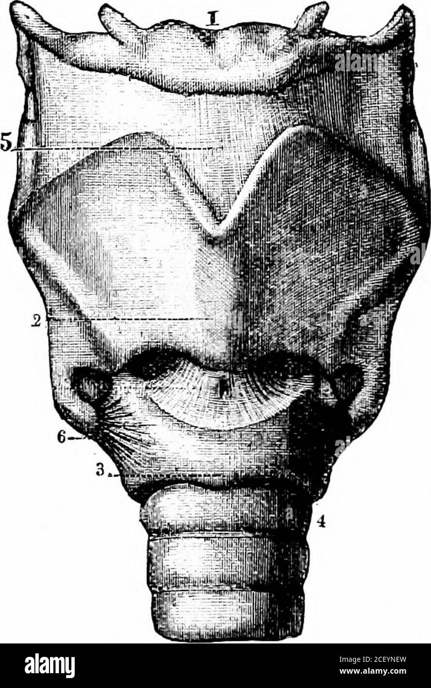 . Fisiologia umana. milar in forma.Membranous J circondato da perilinfa.&gt; labirinto ) contiene endolinfa. Otoliti e processi simili ai capelli.1 fibre terminali del nervo uditivo. Pinna. Uditivo Canal.drum.ossicles.Perilymph.Endolymph.otoliti e capelli.uditivo nervo.Brain. Percorso delle onde sonore 222 DOMANDE DI FISIOLOGIA ELEMENTARE SULLA LEZIONE XXXVI. 1. Descrivere la struttura dell'orecchio esterno e spiegare gli usi delle sue parti. 2. Che cos'è il tamburo dell'orecchio? A volte le persone sono rese permanentemente sorde da una violenta esplosione. Spiegate come questo accade. 3. Descrivere la disposizione e gli usi Foto Stock