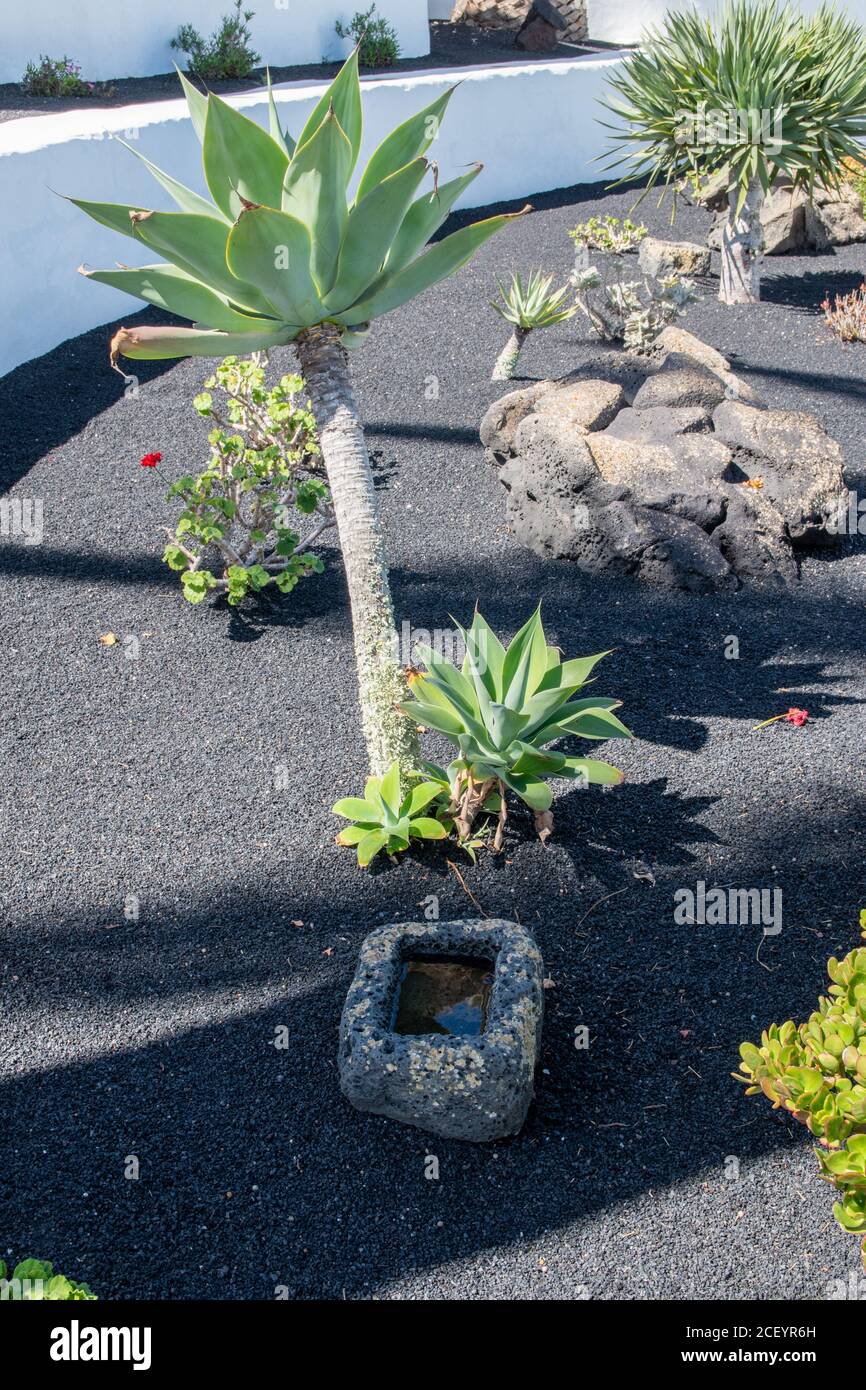 Piante in Giardino delle Canarie, Isola di Lanzarote, Isole Canarie Spagna Foto Stock