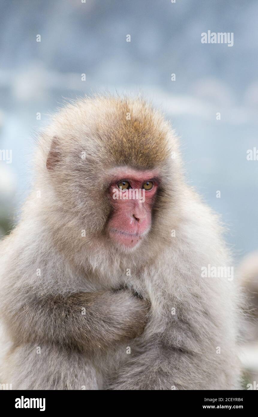 Scimmie della neve selvaggia (Macaque giapponese) al Parco delle scimmie Jigokudani Yaen nella prefettura di Nagano, Giappone Foto Stock