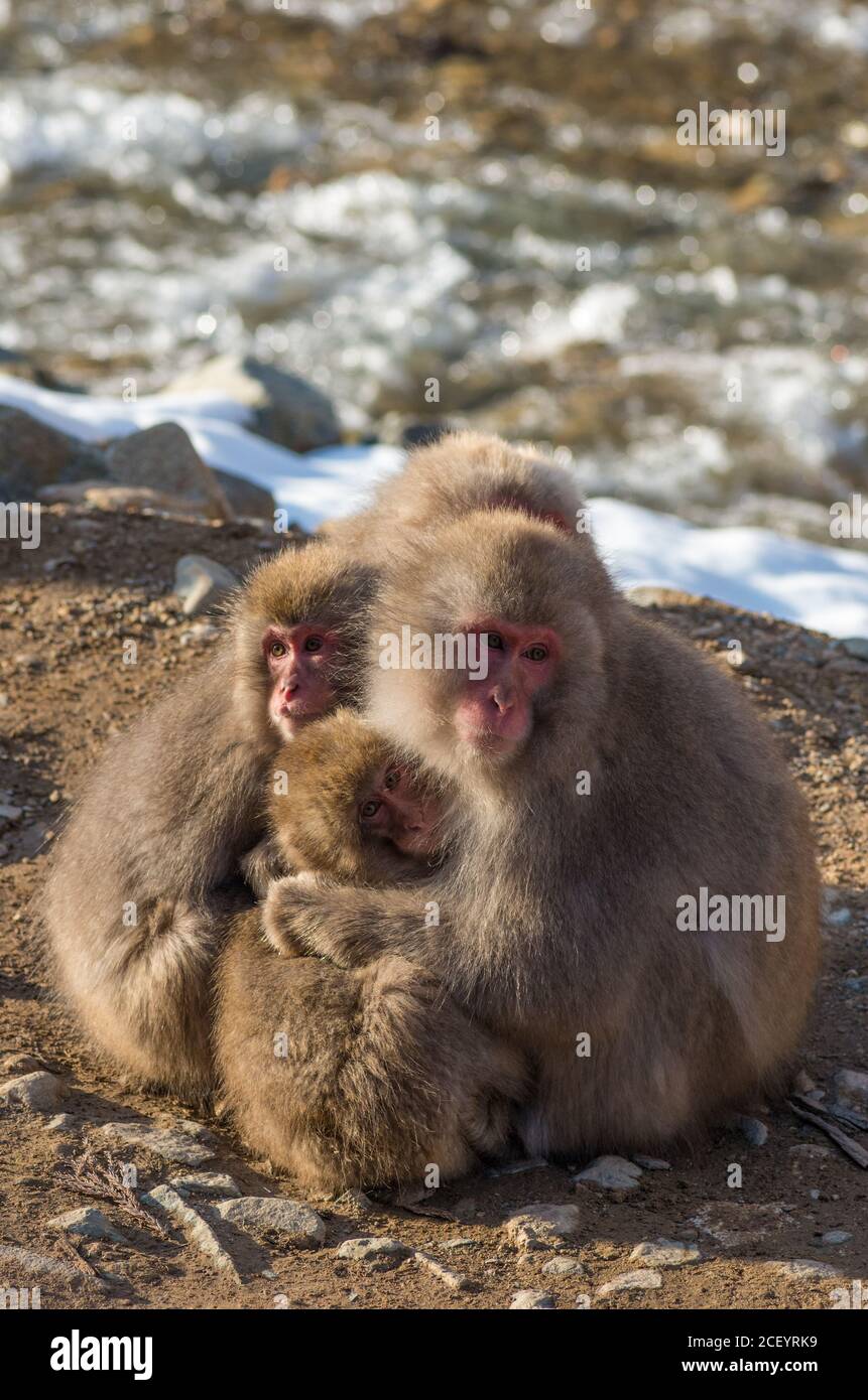 Scimmie della neve selvaggia (Macaque giapponese) al Parco delle scimmie Jigokudani Yaen nella prefettura di Nagano, Giappone Foto Stock