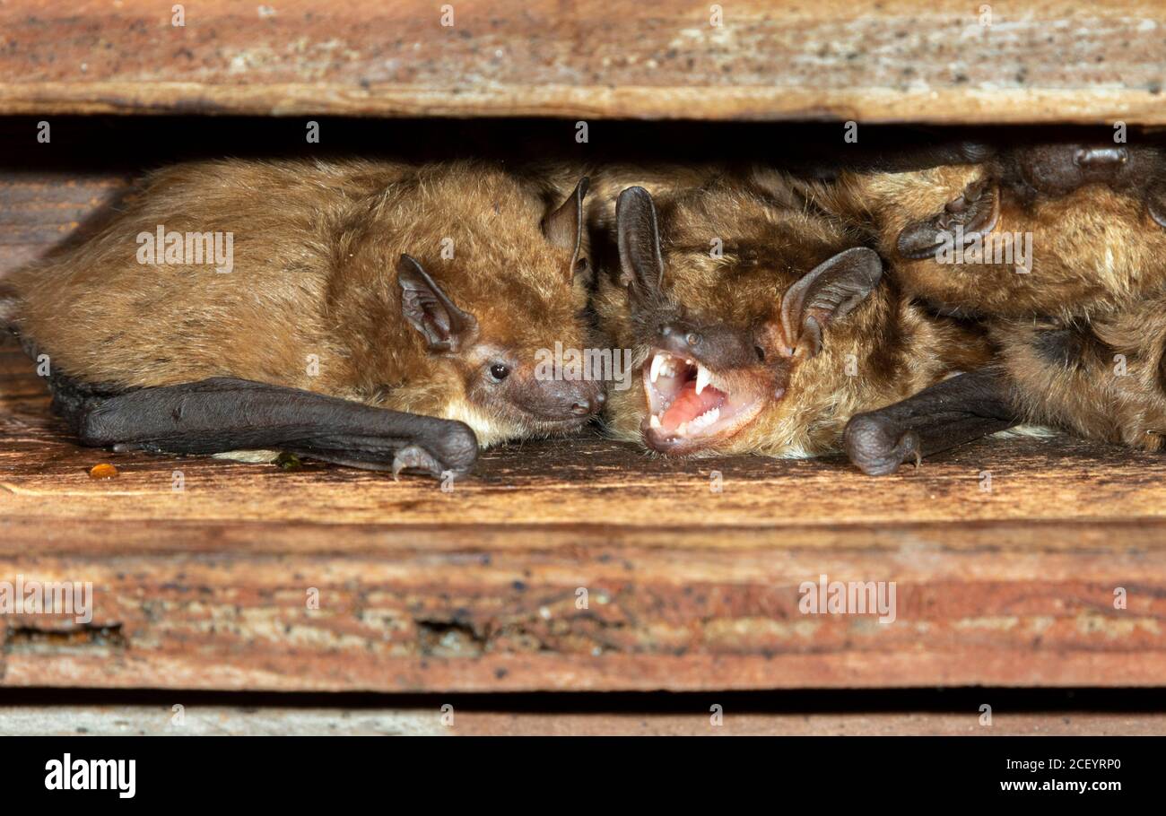 Big Brown pipistrelli (Eptesicus fuscus) colonia nella soffitta, Iowa, Stati Uniti. Foto Stock
