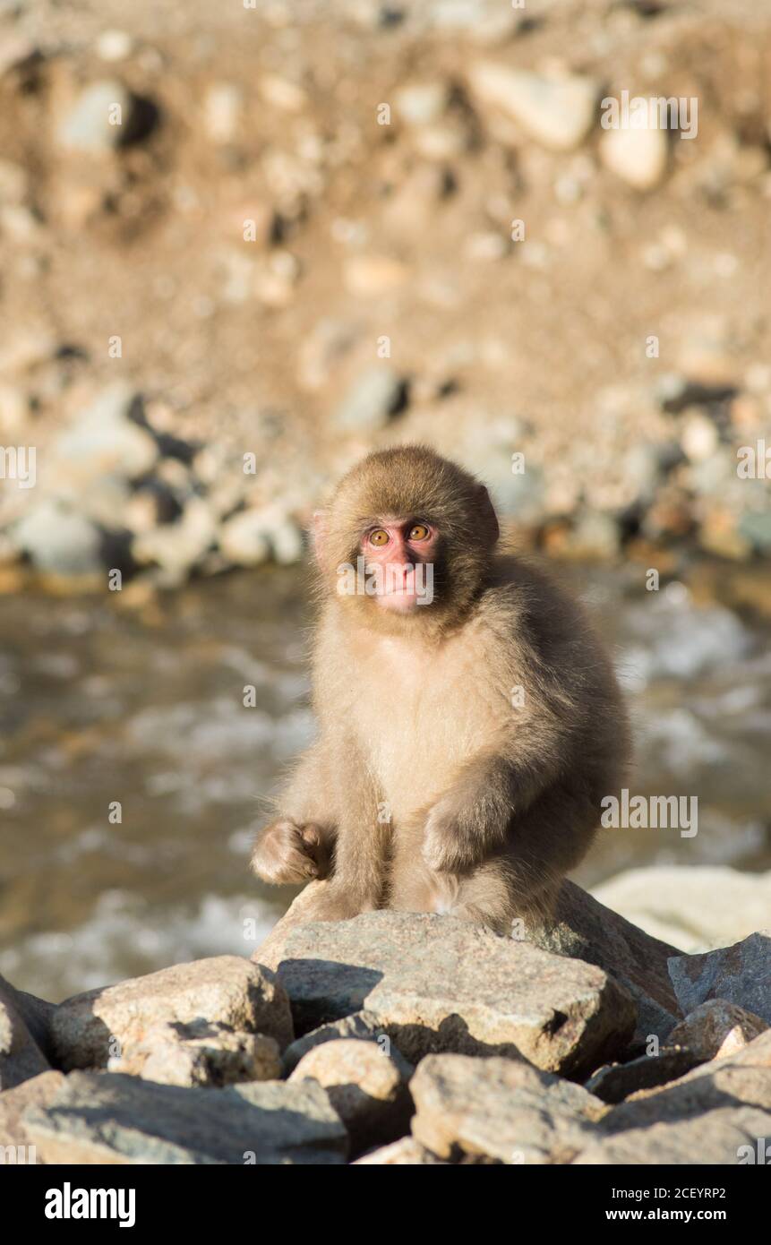 Scimmie della neve selvaggia (Macaque giapponese) al Parco delle scimmie Jigokudani Yaen nella prefettura di Nagano, Giappone Foto Stock