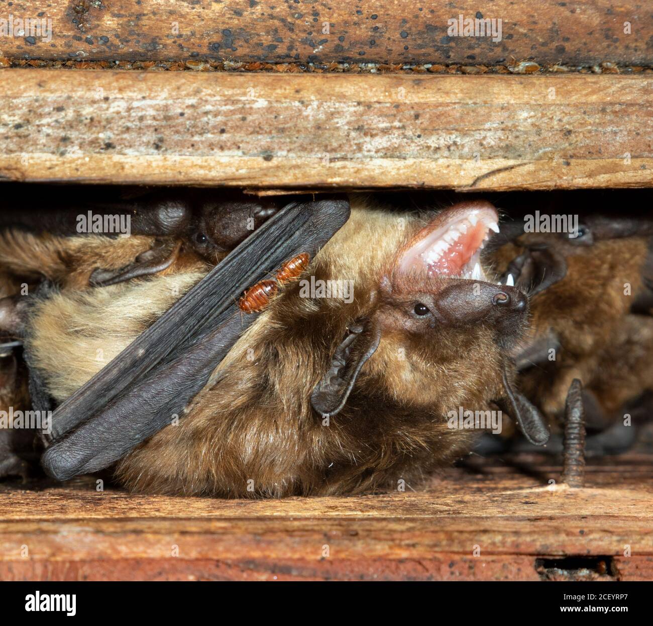 Insetti di pipistrelli che succhiano sangue (Cimex pilosellus) su grossi pipistrelli marroni (Eptesicus fuscus) e nelle fessure soffici di rospo, Iowa, USA. Foto Stock