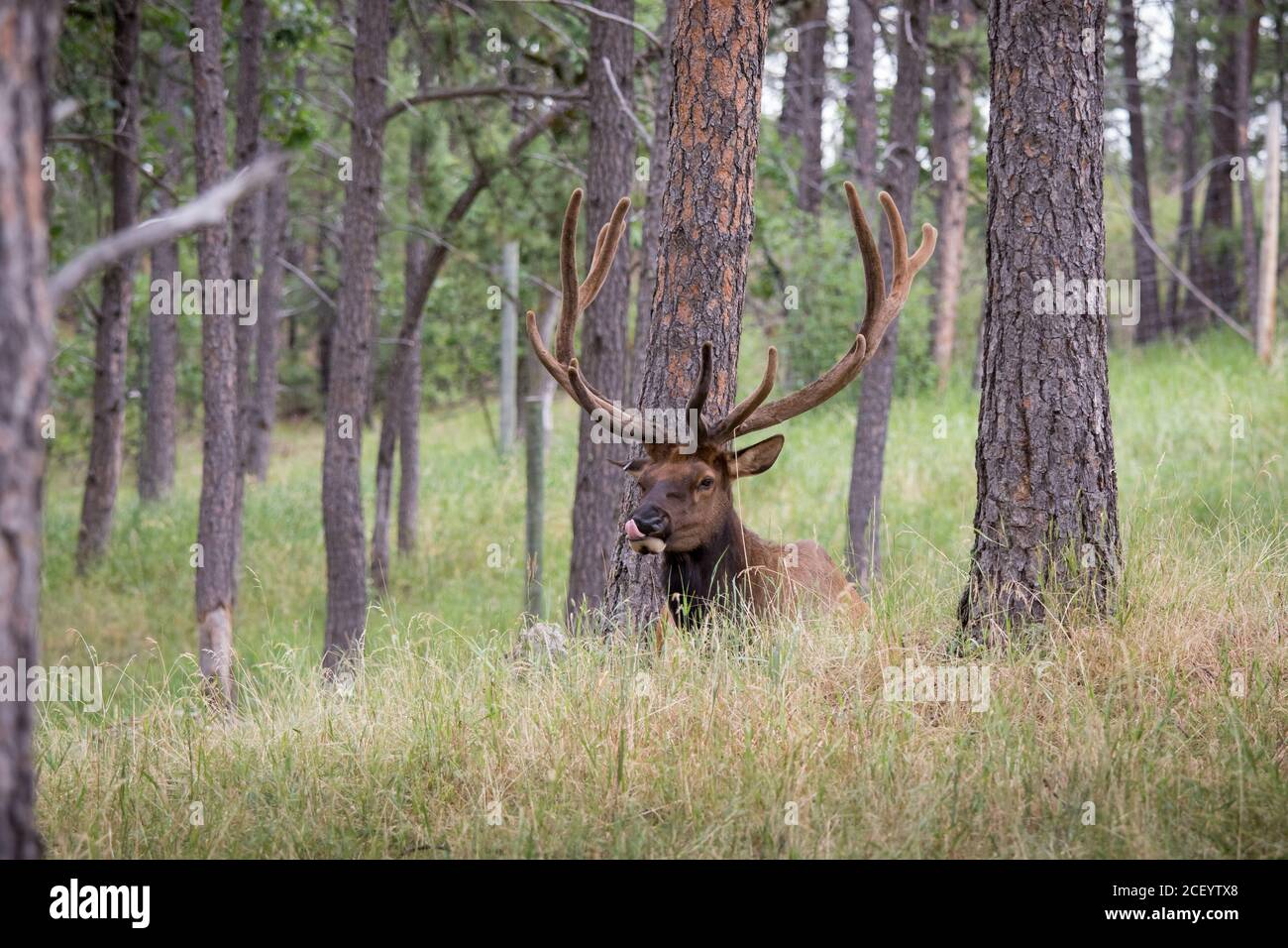 Bull Elk giace in erba alta in Bear Country USA, SD Foto Stock