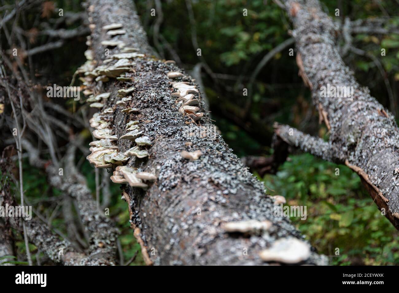 Conks che crescono su un albero caduto nella foresta finlandese Foto Stock