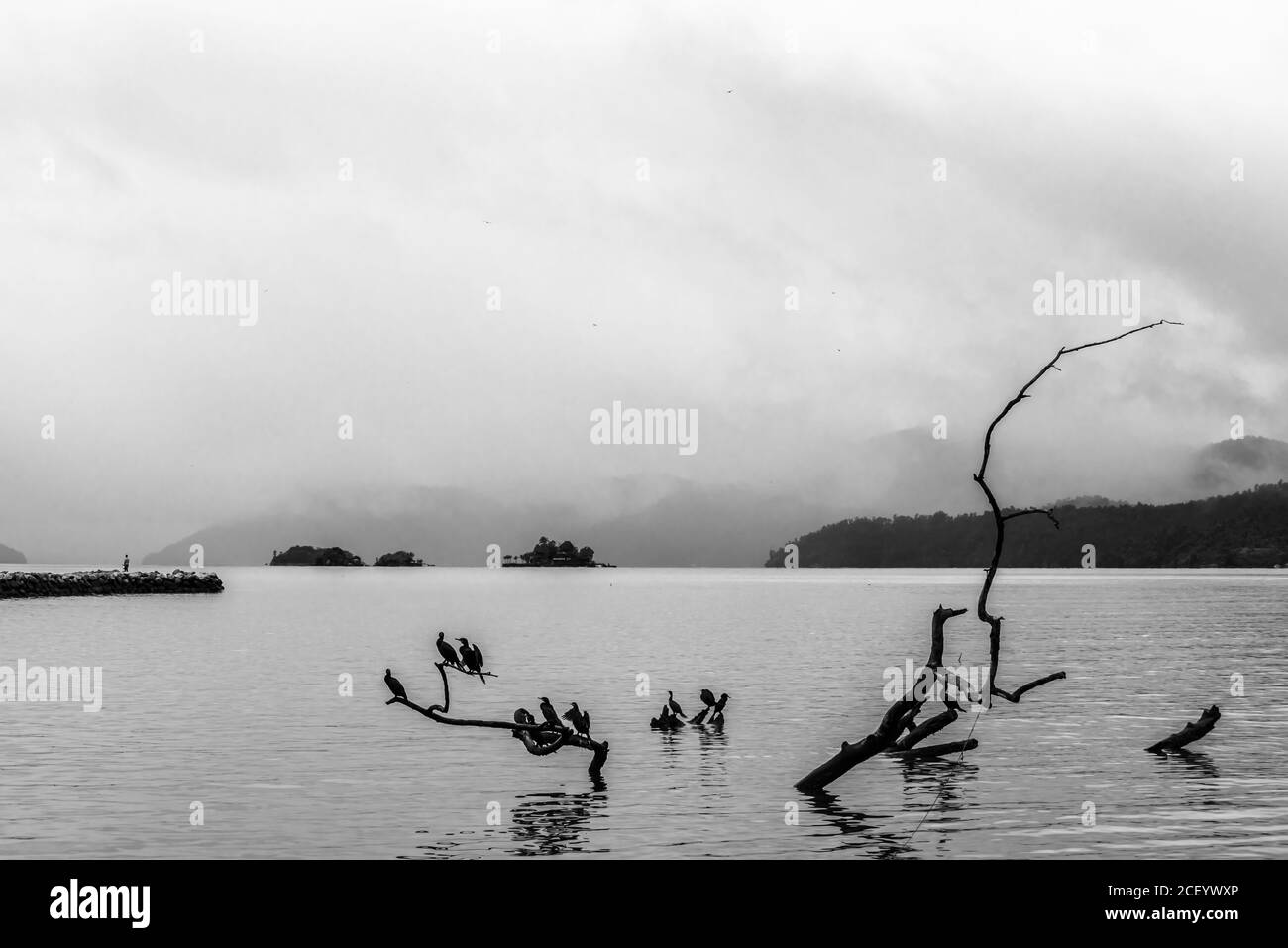 Foto in bianco e nero di rami d'albero fuori dall'acqua in una baia Foto Stock