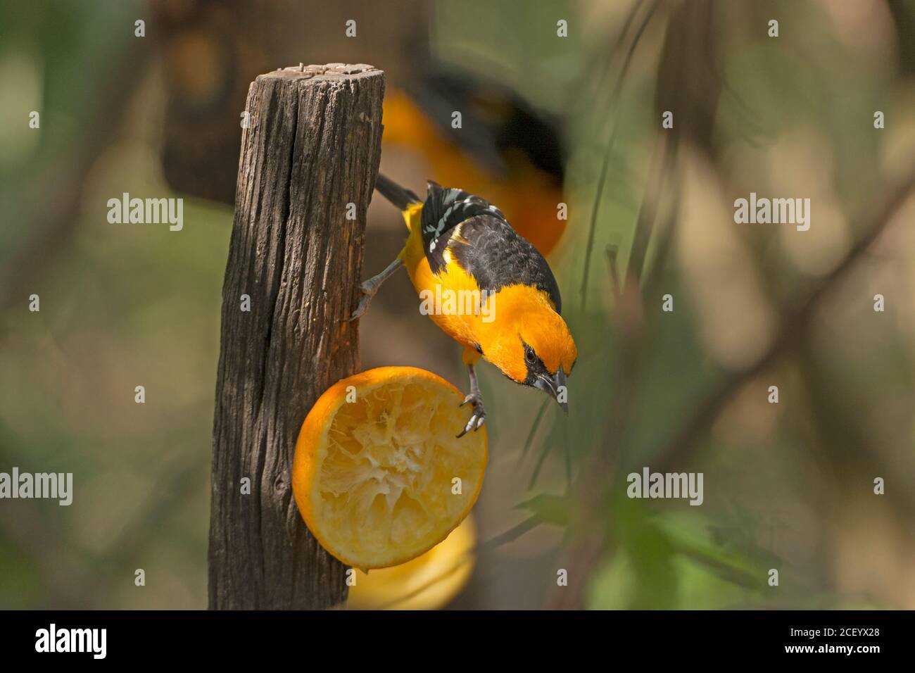 Altamira Rigogolo alimentando in Santa Ana Wildlife Refuge in Texas Foto Stock