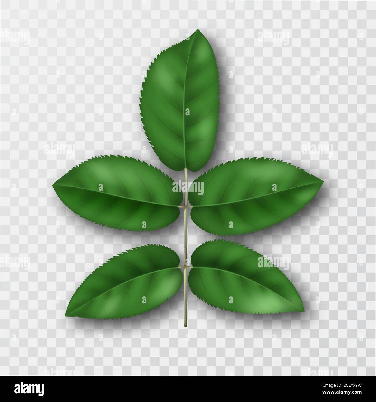 Cherry diramazione con foglie.Verde fogliame su trasparente telefono isolato.elementi 3D per design.Vector illustrazione realistica. Illustrazione Vettoriale