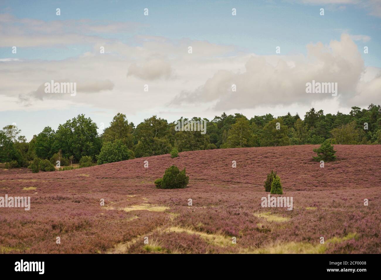 heath fiorisce in Luneburg Heath con alberi sullo sfondo, cielo nuvoloso Foto Stock