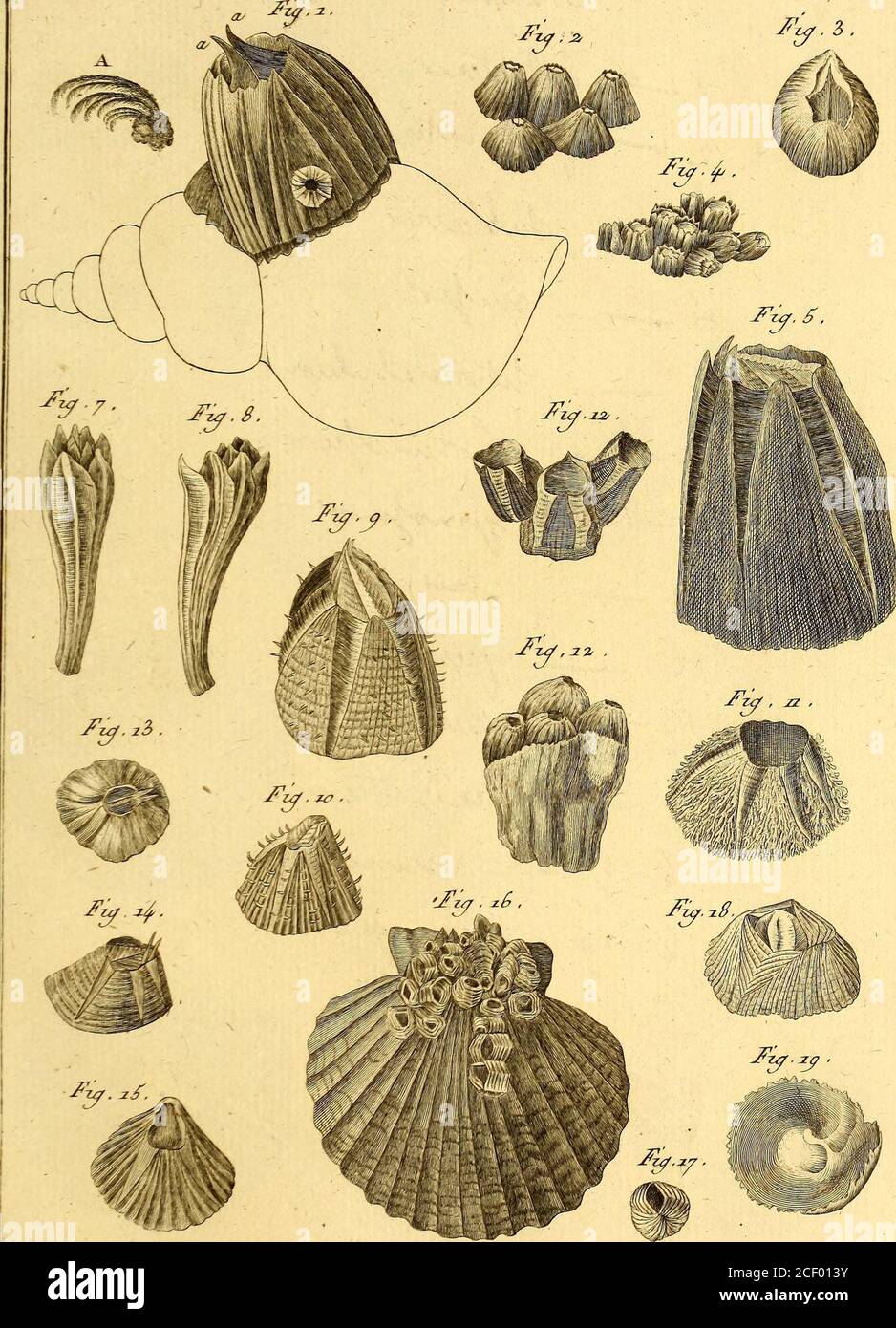 . Tableau enciclopédique et méthodique des trois règnes de la nature. I v i ??.-:- - 1t4 Ur-r^- J v * S) 6* - UL^/ ^   /7 Wm^1 r^ : 0 IVR i/ITJ B aLtnite . JïaJaœ&f, Plo64. Hûftoire, TZaâirelle/, fasTZéhJsa,&0jfan*Zax& yzzr^ £eri4zrd>2>77-cz2fr- / * s y n {/? 2. &MM***> (UFC ^ ,1 -^ .f : lëJ***^ 9*V ^ e> aJumite . J)a/cz7zz&/, PU65, Jzp.3. Zzf.fa ^f5 Foto Stock