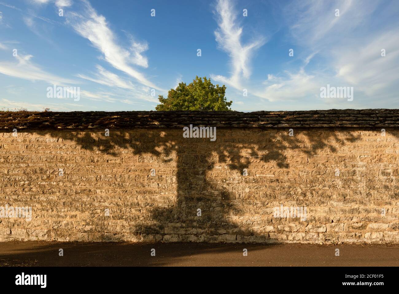 Muro di mattoni con un albero dietro e ombra nel parte anteriore Foto Stock