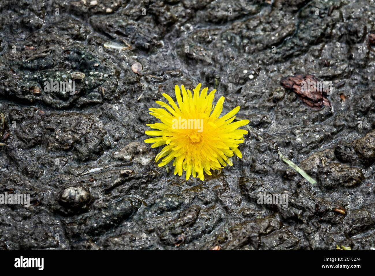 Acqua sporca e acqua in fiore sul fiume come problema con bere acqua pulita sul pianeta. La mancanza di ossigeno uccide gli animali acquatici. Bel fiore in midi Foto Stock