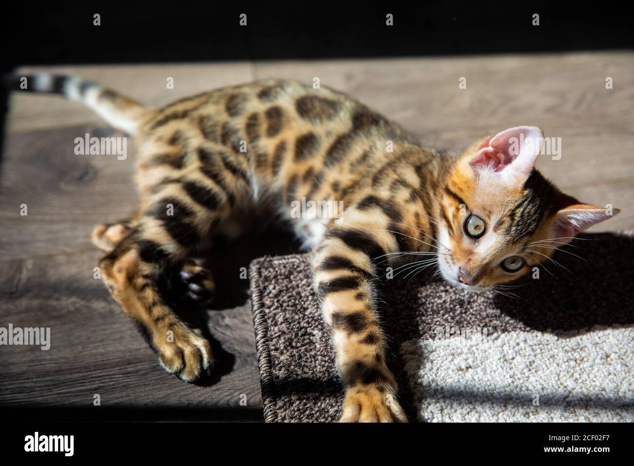 Gattino maschio di razza pura Bengala/gatto Foto Stock