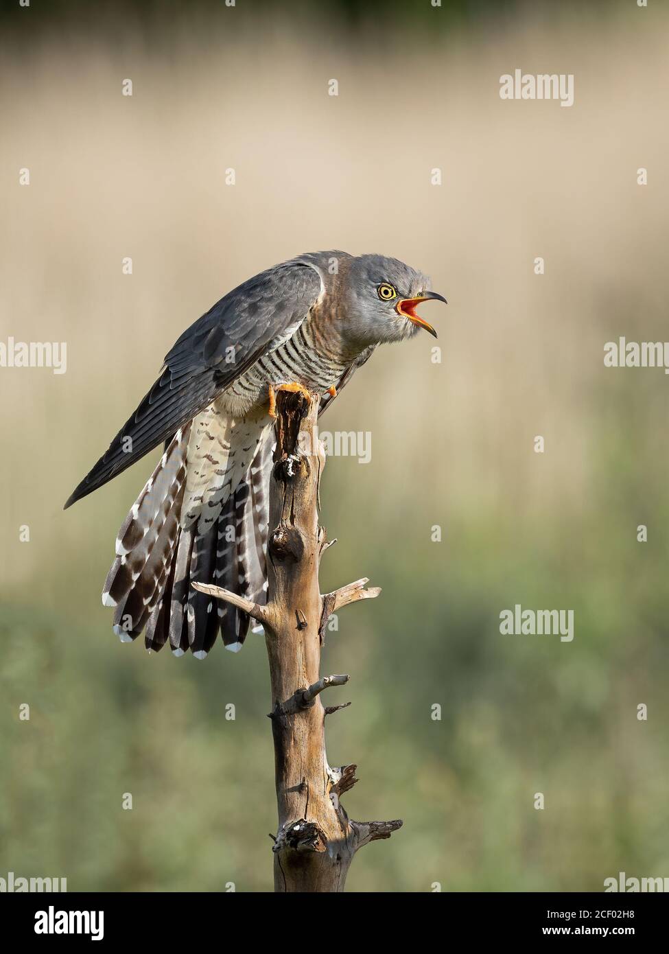 Cucù Defending perch Foto Stock