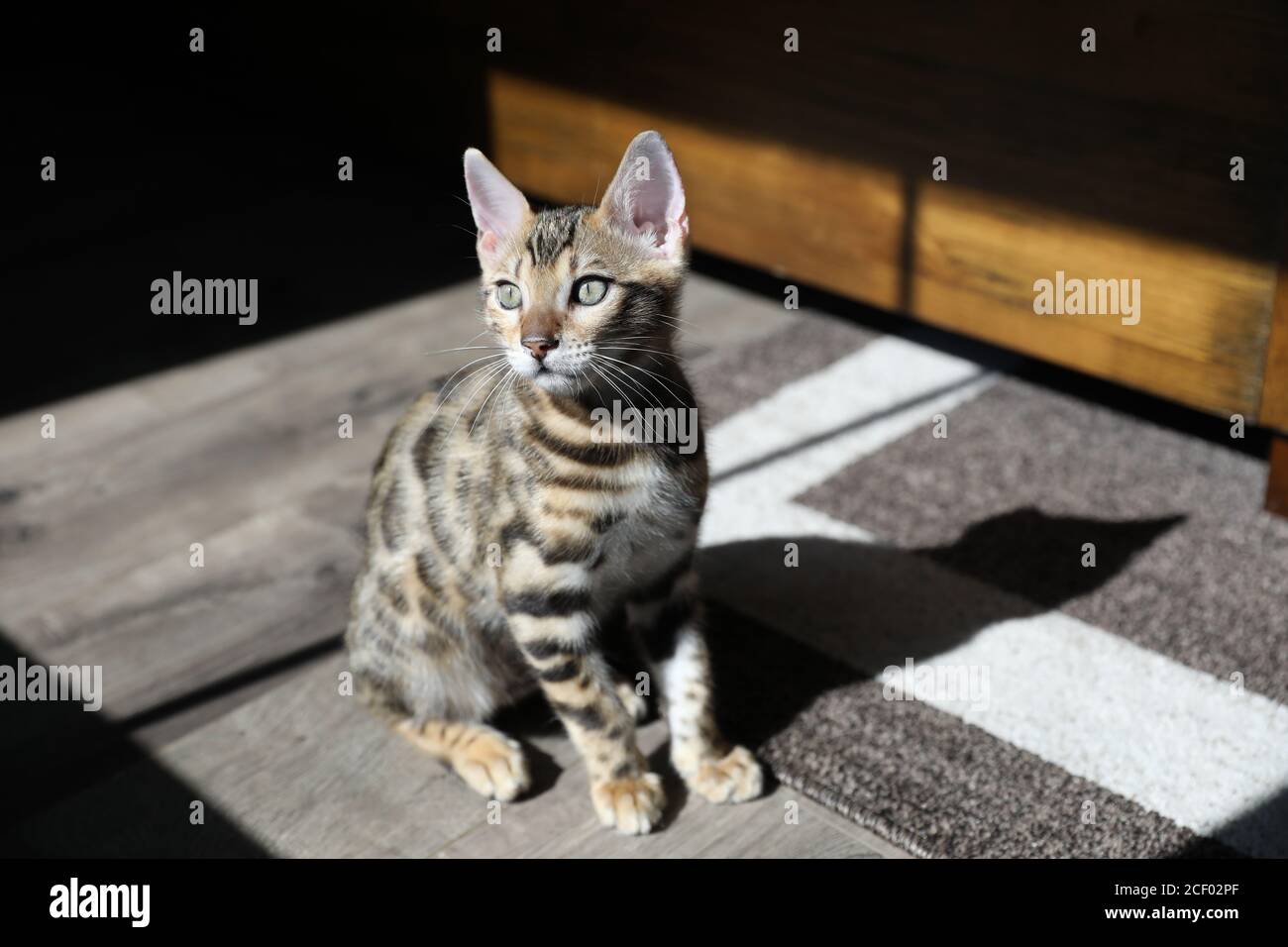 Gattino maschio di razza pura Bengala/gatto Foto Stock
