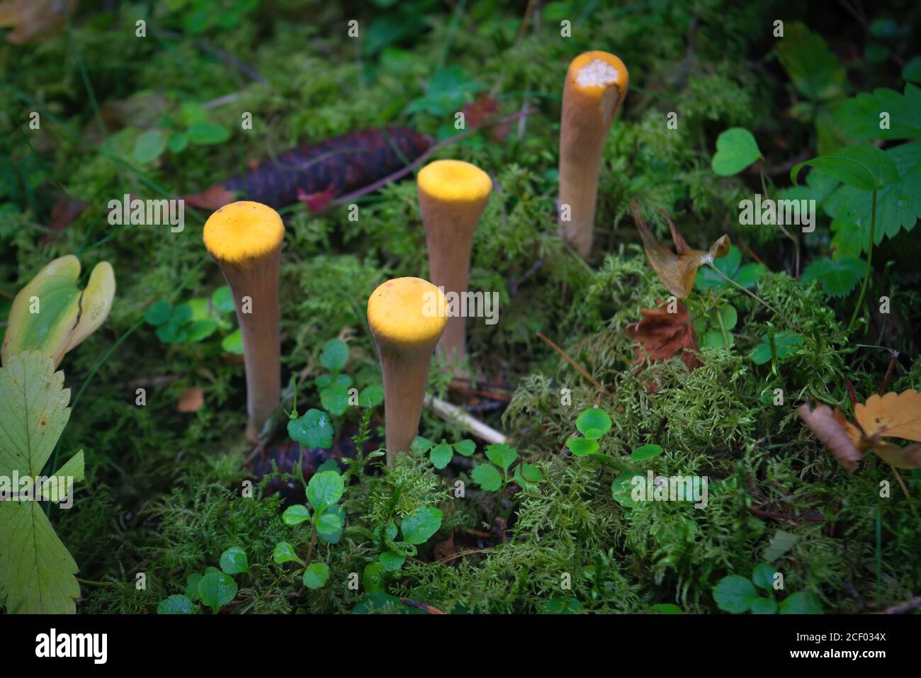 Canna da clavariadelfo di funghi commestibile. Nome latino Clavariadelphus pistillaris. Gruppo di funghi sulla foresta di conifere. Foto Stock