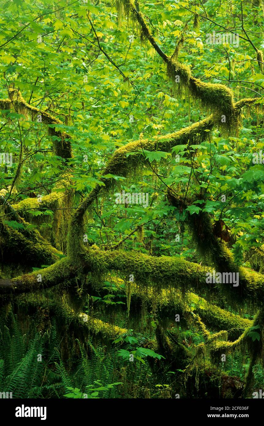 Vine acero sulla Hall of Mosses Trail, Olympic National Park, Washington Foto Stock