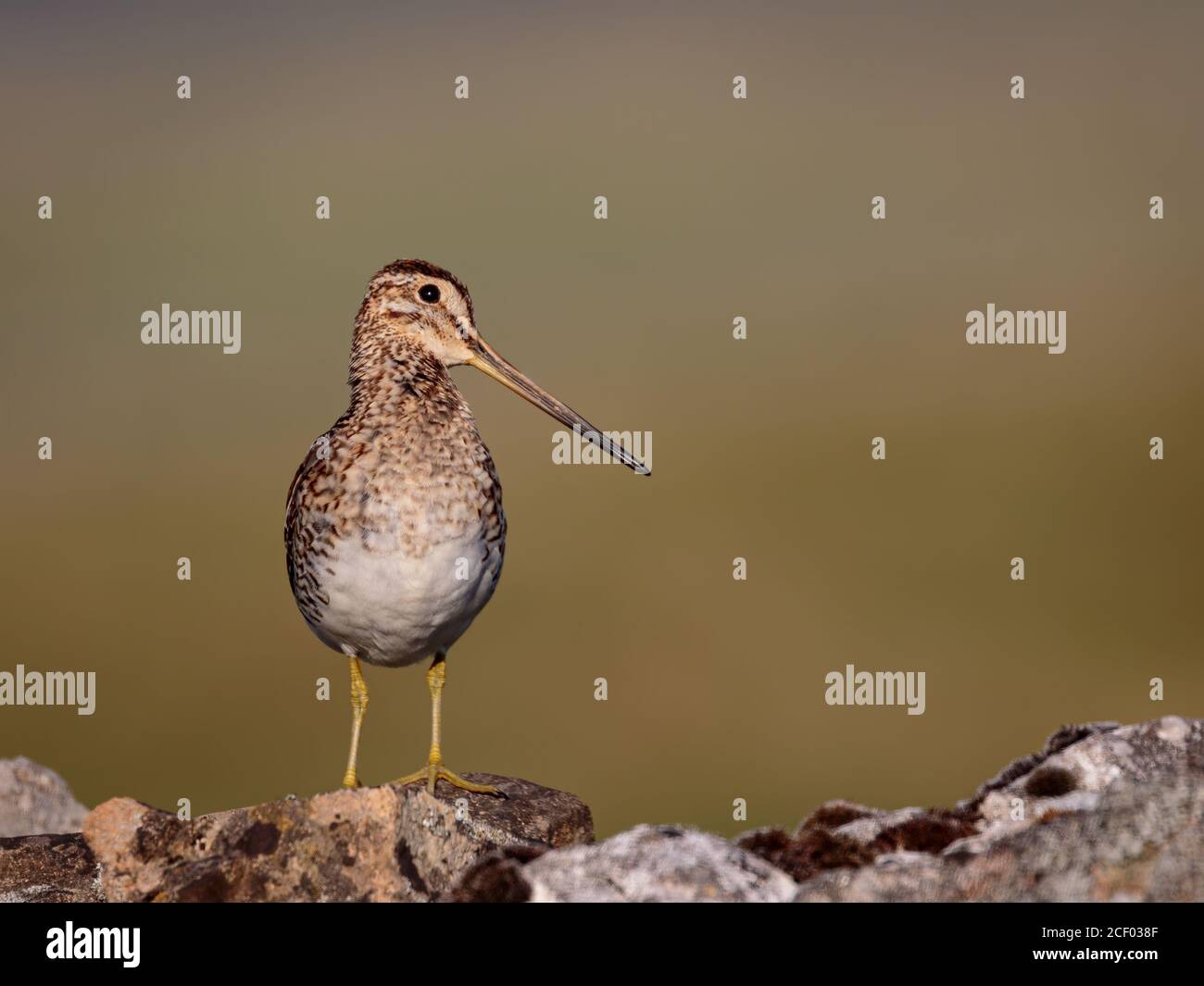 Snipe sul muro di Drystone Foto Stock