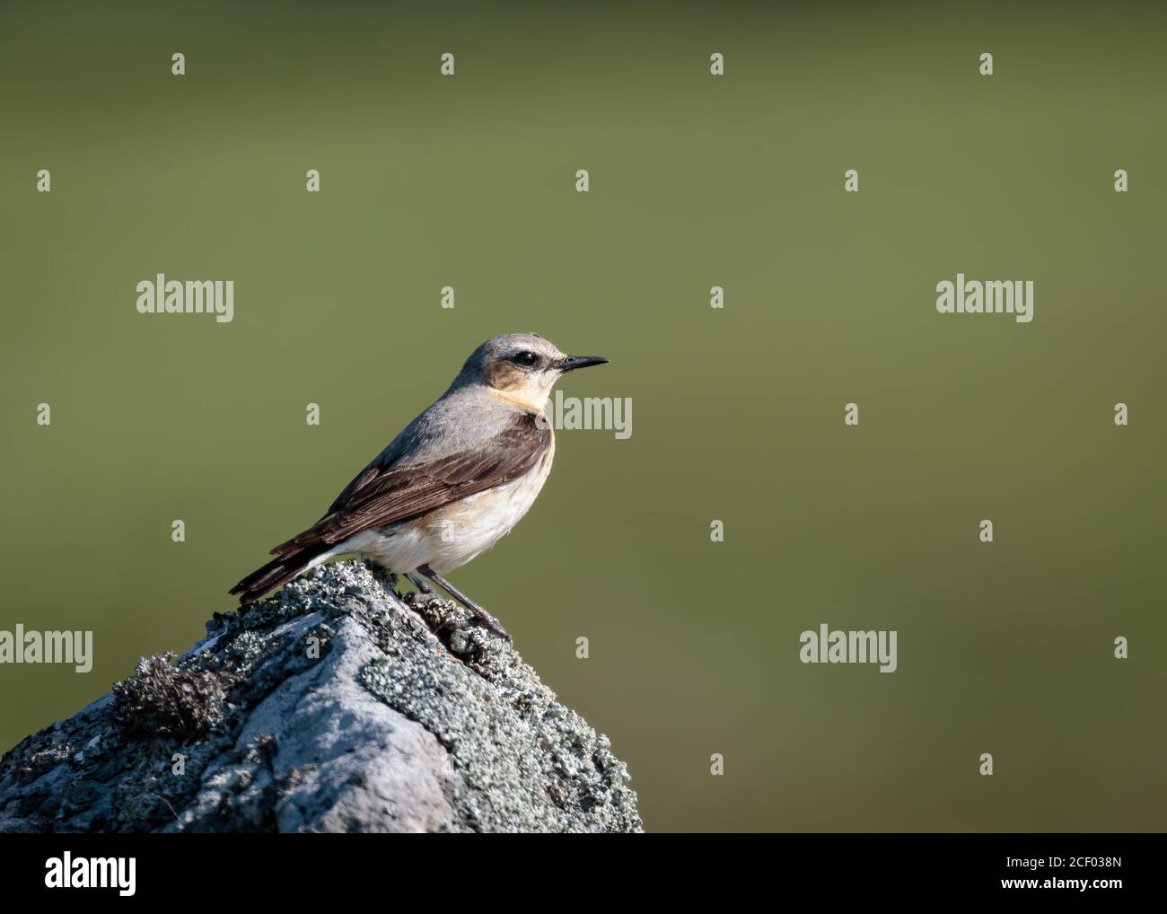 Northern Wheatear su Rock Foto Stock