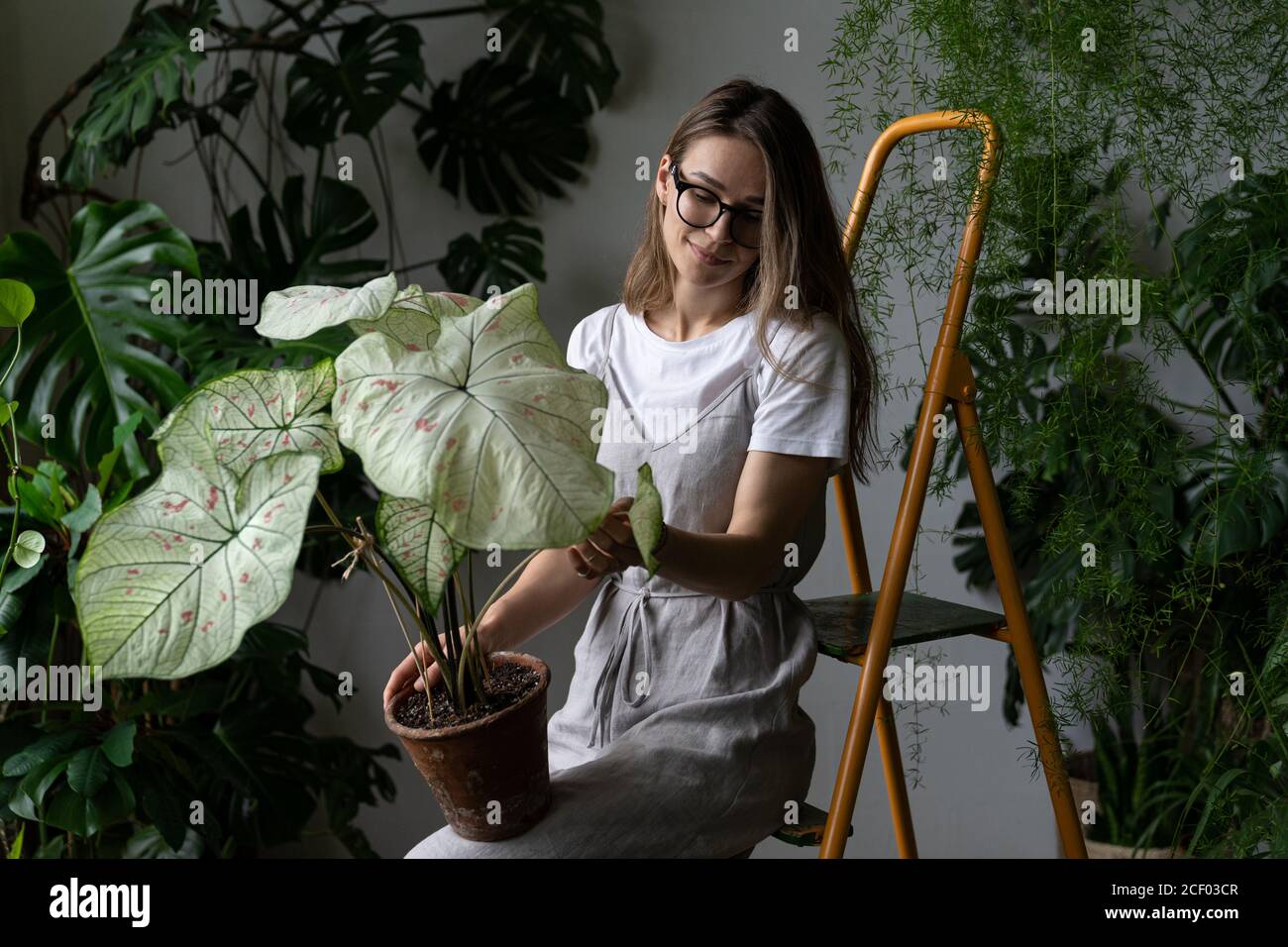 Donna giardiniere in un vestito di lino grigio, tenendo caladium houseplant con grandi foglie bianche e vene verdi in creta pentola, seduta sulla scala in lei ho Foto Stock