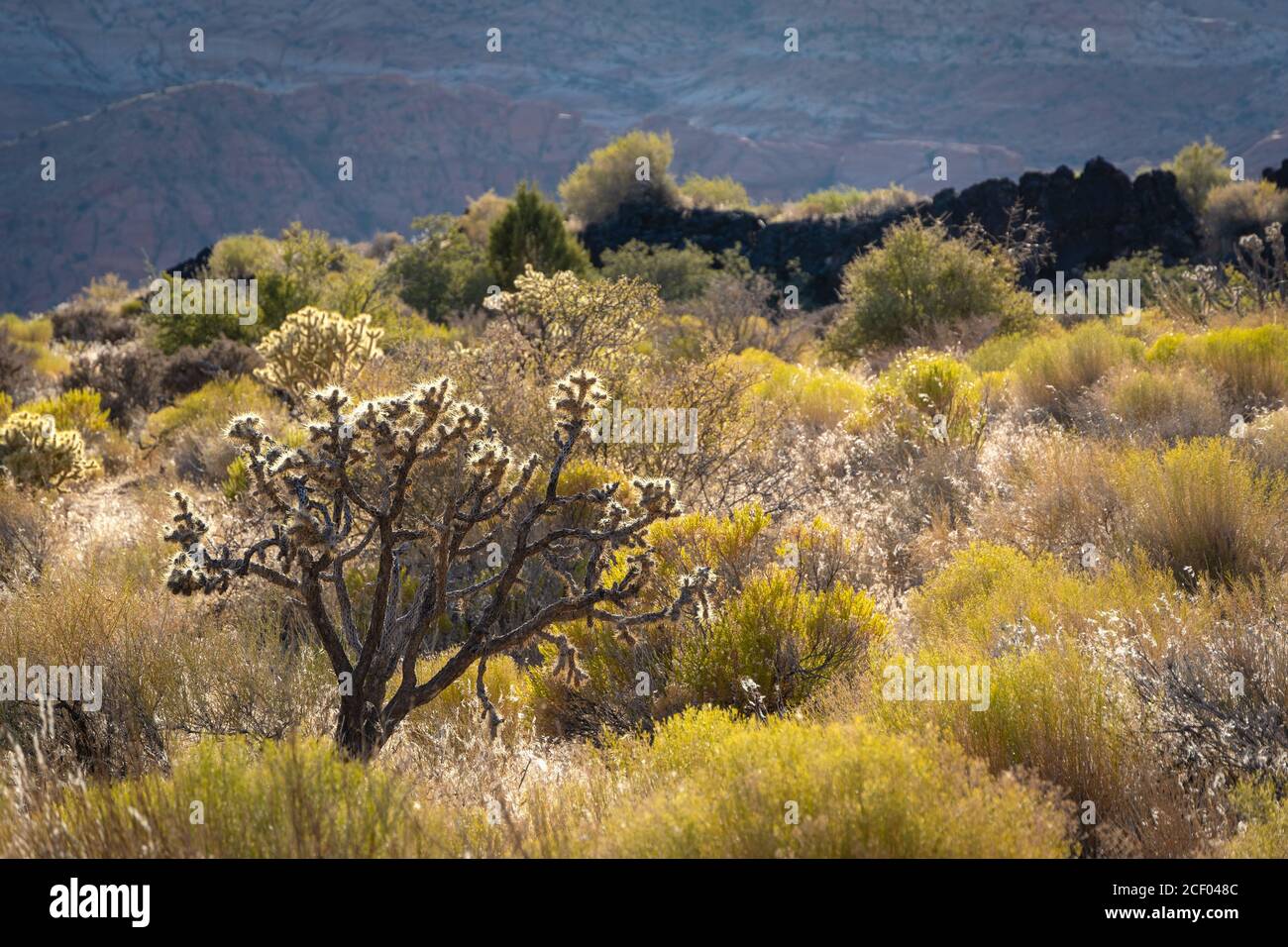 Cholla Cactus allo Snow Canyon state Park, Ivins, Utah, USA Foto Stock