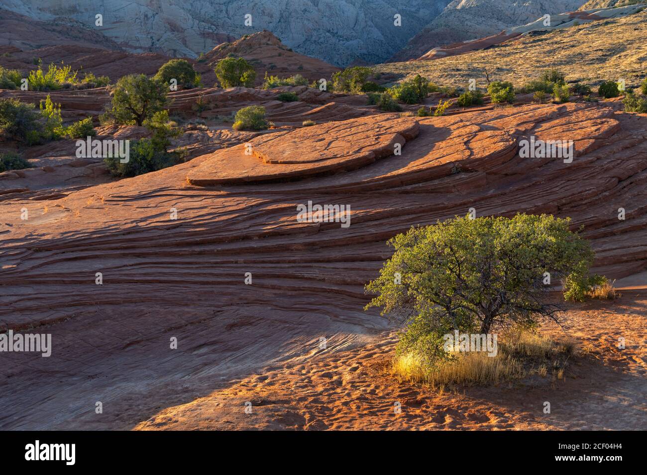 Dune pietrificate presso lo Snow Canyon state Park, Ivins, Utah, USA Foto Stock