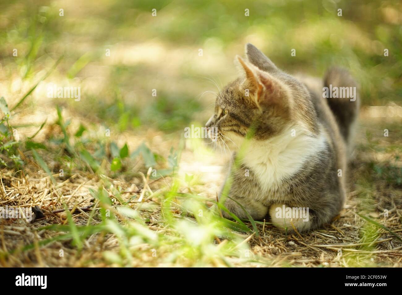 gatto grigio tricolore che riposa nel giardino estivo sul erba Foto Stock