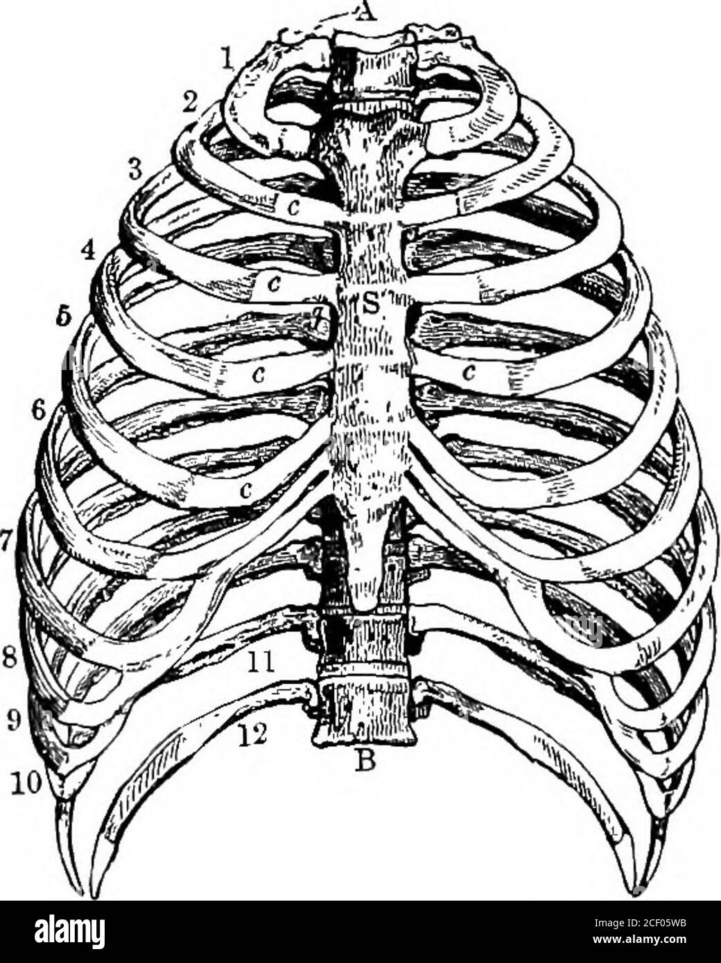 . Fisiologia umana. t, il lungsimmediately collassare, essere-venendo considerevolmente più piccolo;e mentre il petto è thusforated respirare è verydifficult, o, se l'apertura è il quadro del torace, grande, abbastanza impossibile. L'elasticità naturale dei gungs che li fa calare via dai walls del petto; quindi deve essere che nella loro condizione normaleessi sono stirati da una certa forza che è capace di sopraffequesta elasticità. La respirazione è il risultato dell'espansione e della co-trazione alternate delle pareti del torace. Nell'ispirazione (Lat. In, andspiro, io respiro) si ingrandisce Foto Stock