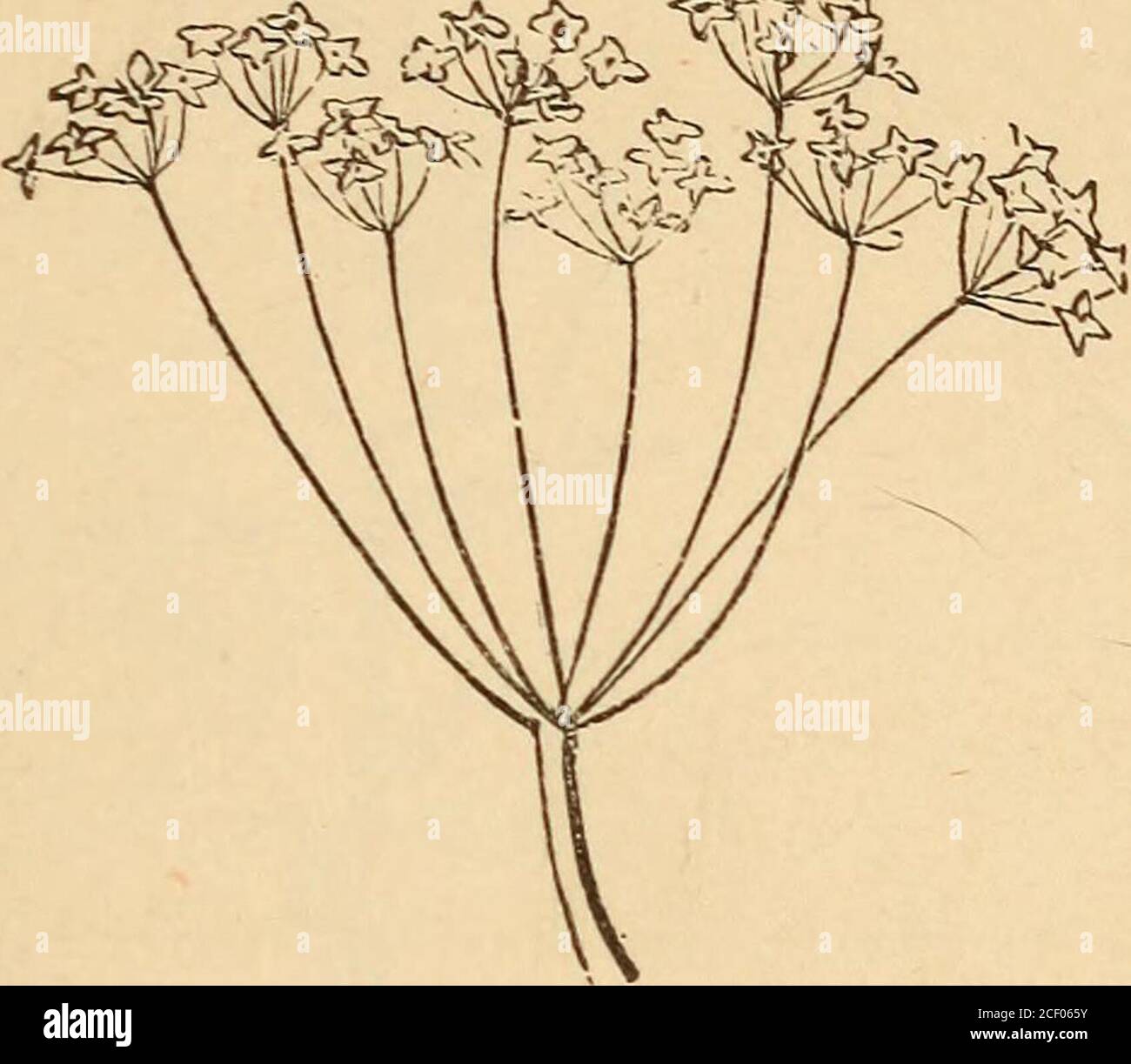 . Il primo libro di botanica : progettato per coltivare i poteri di osservazione dei bambini. Raceme composto. Corymb composto. Un raceme composto, o panicolo, ha un longrachis, e i fiori crescono su rami di thepedicels. Quando tale grappolo è spesso e a forma di cono, viene chiamato Thi^yse, II ESTFLORESCENCE. 93 A CoMPOUOT) il Corymb è un corimb che si fa fiorire su branchie di pedicelle di tlie. Fig. 170. Fig. 171.. Umbel composto. Un Umbel composto ha un secondo umulo, o um-bellet, su ciascun pedicello. IsToTE. - la maggior parte dei cluster illustrati in questo esercizio si presentavano come senza bratti, t Foto Stock