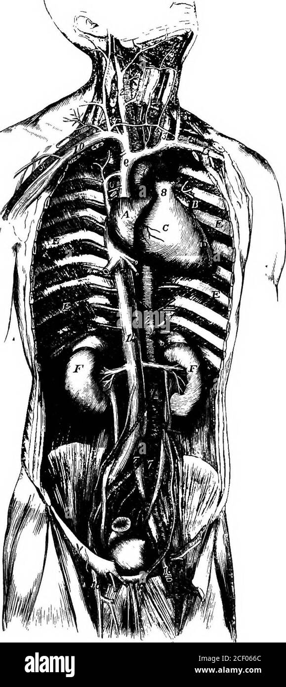 . Fisiologia umana. Fig. 128.-diagramma che illustra la circolazione. 1, auricolo destro; 2, auricolo sinistro; 3, ventricolo destro; 4, ventricolo sinistro; 5, vena cava superiore;6, vena cava inferiore; 7, arterie polmonari : 8, polmoni ; 9, vene polmonari ; 10, aorta jn, canale alimentare; is, fegato ; 13, arteia epatica ; 14, vena portale ; 15, vena epatica. La circolazione polmonare (Lat. pulmo, un polmone) non è più estesa come quella sistemica, e quindi è necessaria una forza minore. Fig. 129.- -Vista generale del cuore e dei grandi vasi sanguigni del tronco. i, orecchio destro; b, orecchio sinistro; c, ventr. Destro Foto Stock