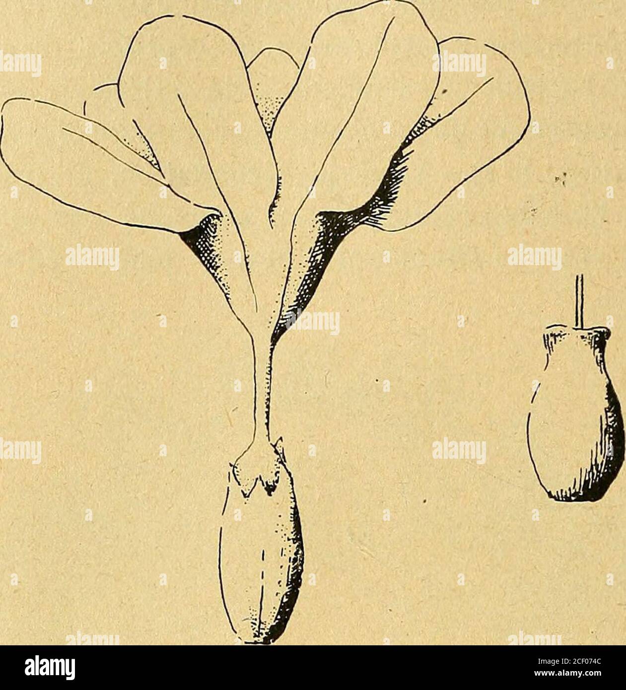 . Bulletin de la Société botanique de Genève. voit à lexté-rieur la zone épidermique poilue. Dessin de L. Carisso. encore staminée et qui, au moment de la dissémination, fonc-tionne comme appareil voilier et aussi secondariement commeparachute. Vischer, examiné la capacitéde sustentation de ces fruits induviés. A mesuré le tempsque prenaient les fruits du Cordia pour tomber dune hauteurde trois mètres dans une chambre ; a jeté les fruits en lairpar un mouvement brusque ; ils prenent bientôt leur équi-libre et tombent en pirouette. Su un pris soin de noter la hauteu Foto Stock