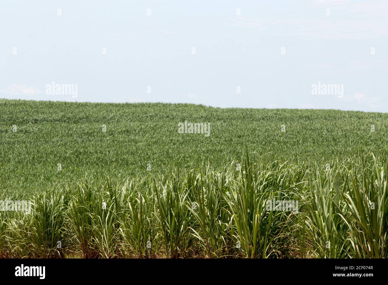 Vista della piantagione di canna da zucchero sulla campagna del Brasile Foto Stock