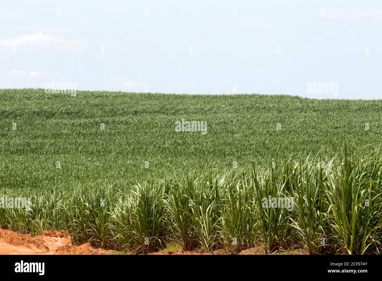 Vista della piantagione di canna da zucchero sulla campagna del Brasile Foto Stock