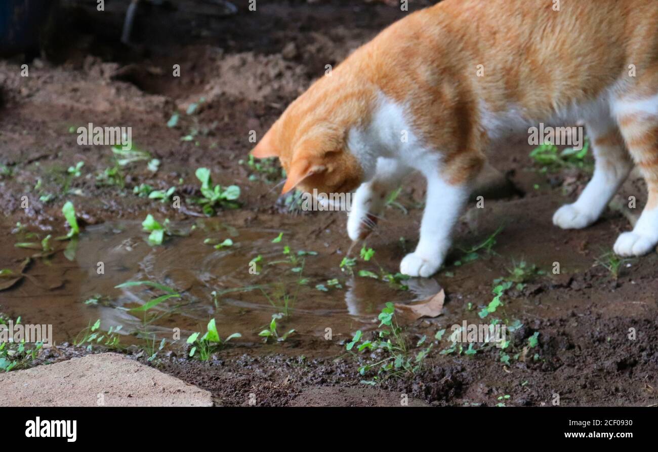 Un gatto bianco e arancione che gioca in una pozza Foto Stock