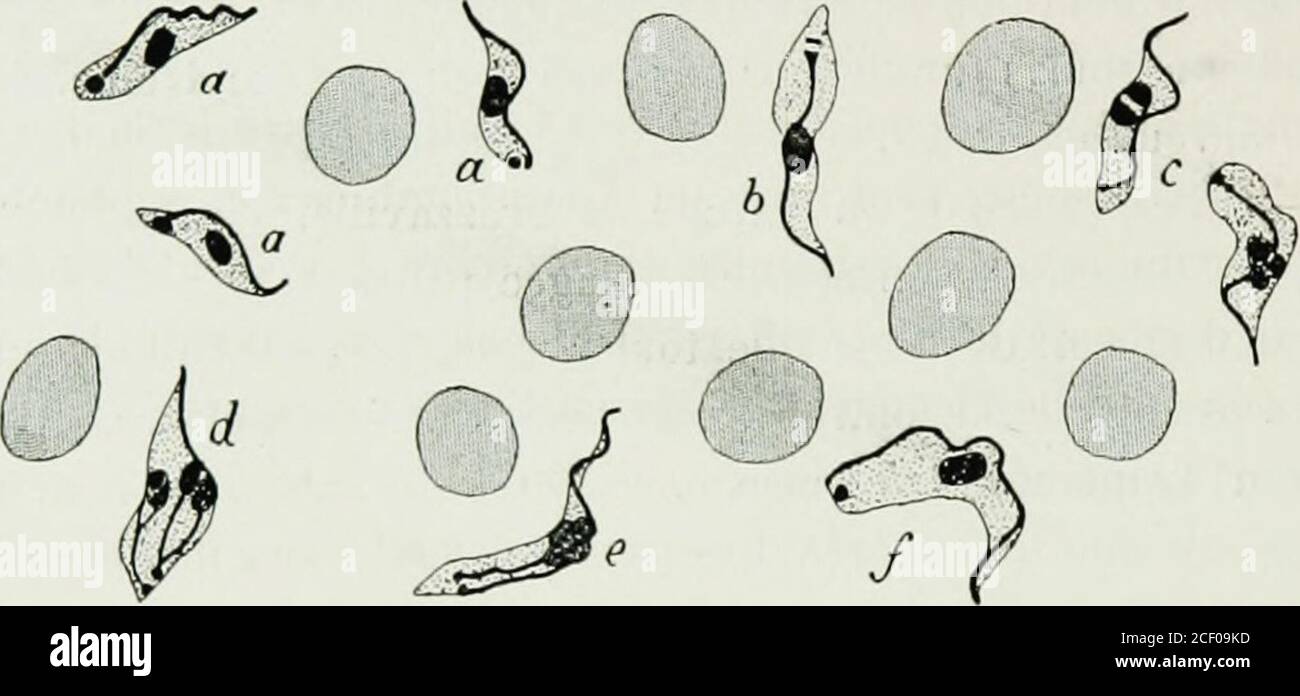 . Rapport de la mission d'études de la maladie du sommeil au Congo français 1906-1908. mes sans se déplacer. A létat coloré on ne voit pas de flagelle libre et le centrosome parait volumineux. 66G LA .MALADIE DU SOMMEIL AU CONIJO FRANÇAIS DEUX. L'existe un espace libre très net entre le centrosoine et le flagelle. Le boid de lamembrane ondulante est épaissi. Le centrosome est parfois entouré dune Petite zone claire le sang du cobaye semble bien monteur deux formes distintes : lune Petite àmembrane ondulante réduite, lautre Plus grande, allongée à membrane ondulanteplus plissée. Ni lune, ni Foto Stock
