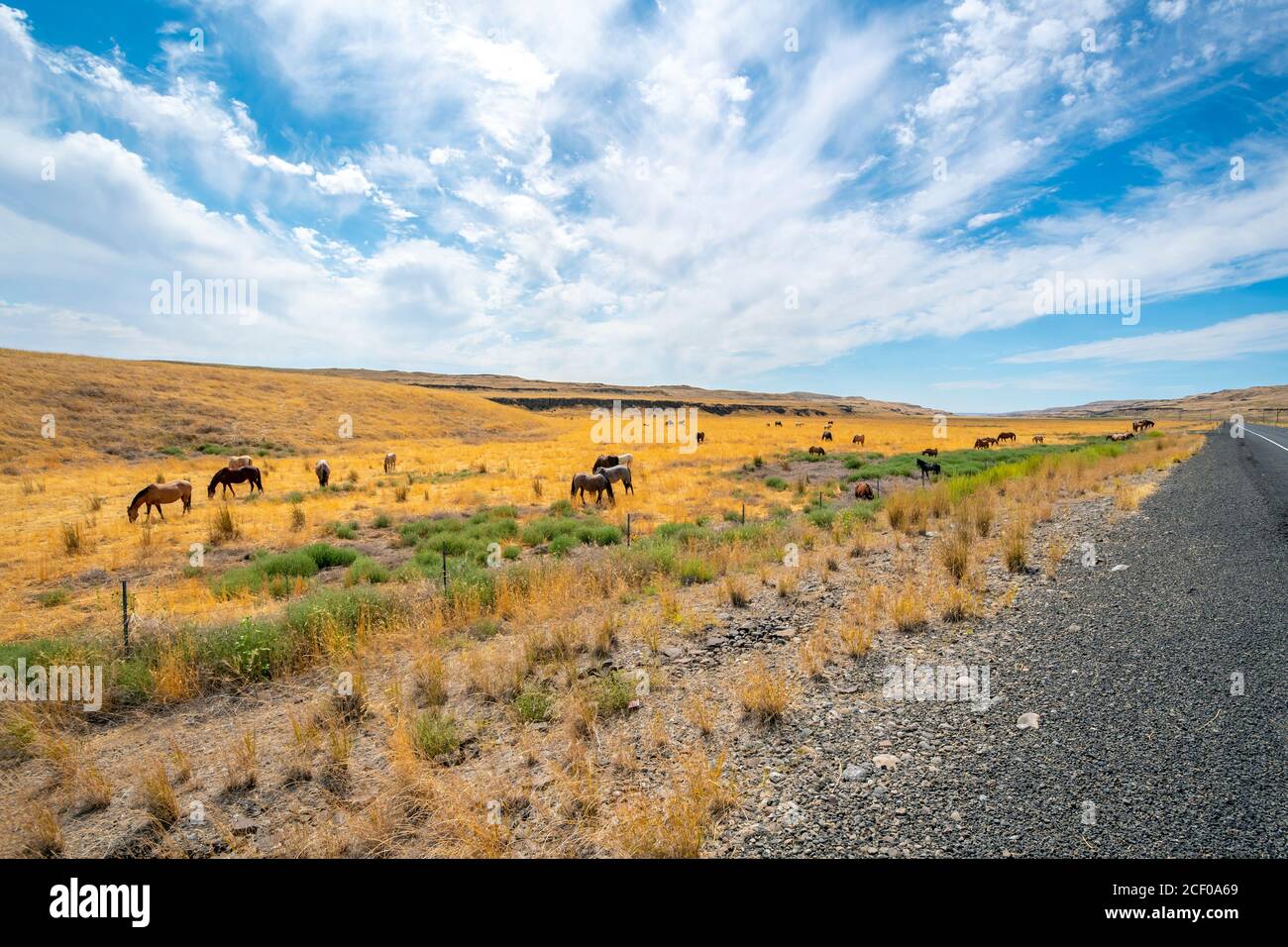 Cavalli selvaggi lungo il lato dell'autostrada nella zona di Palouse del nord-ovest, vicino a Washtucna, Washington USA Foto Stock