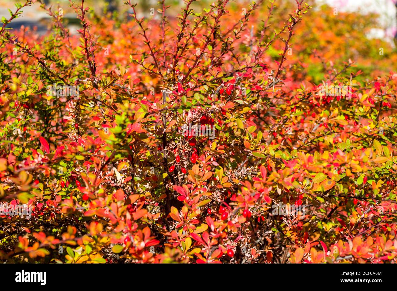 Grappoli di bacche rosse di un Cotoneaster Horizalis Decne. Illuminato da luce solare tenue sera, sfondo autunno Foto Stock