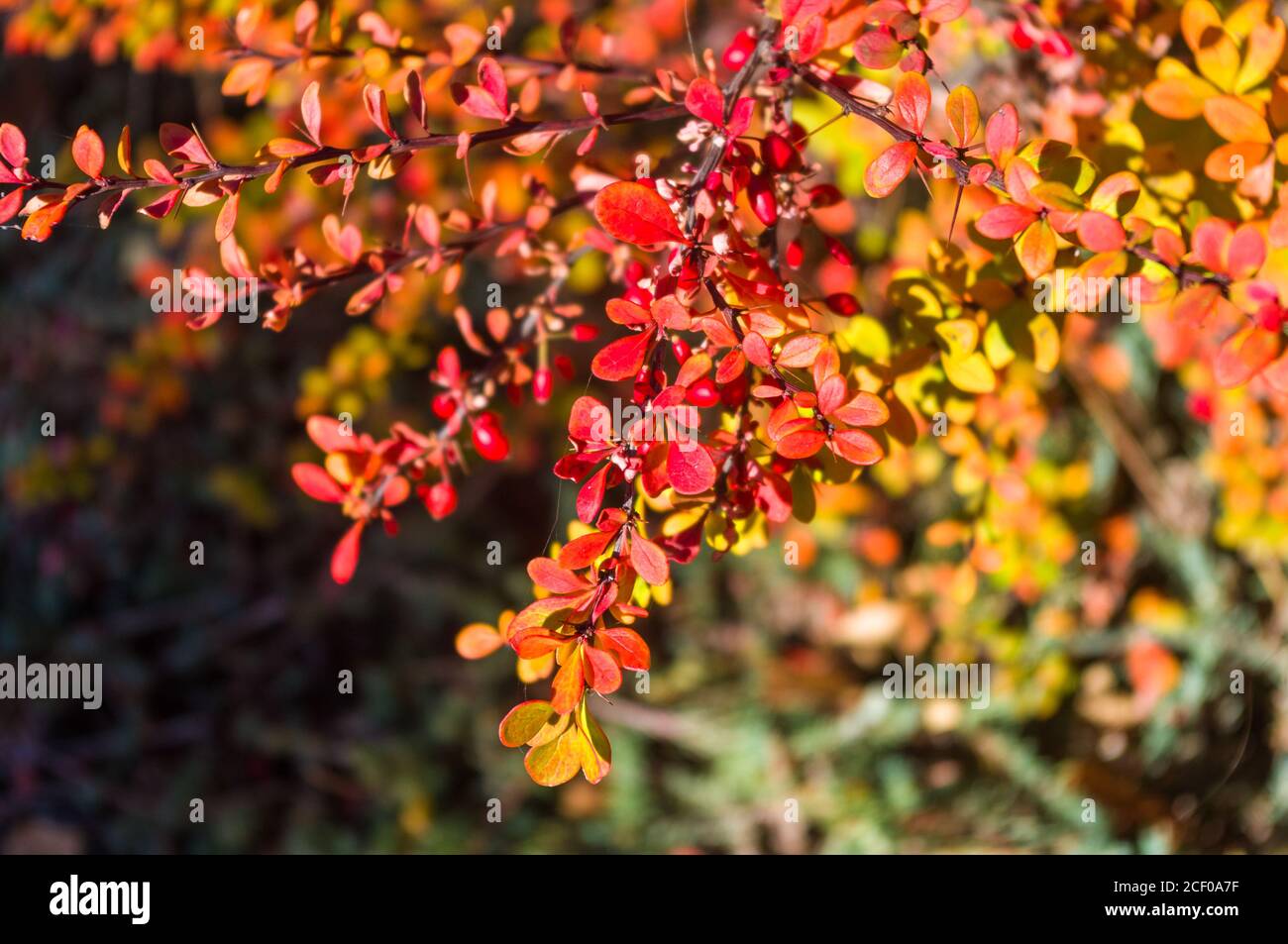 Grappoli di bacche rosse di un Cotoneaster Horizalis Decne. Illuminato da luce solare tenue sera, sfondo autunno Foto Stock