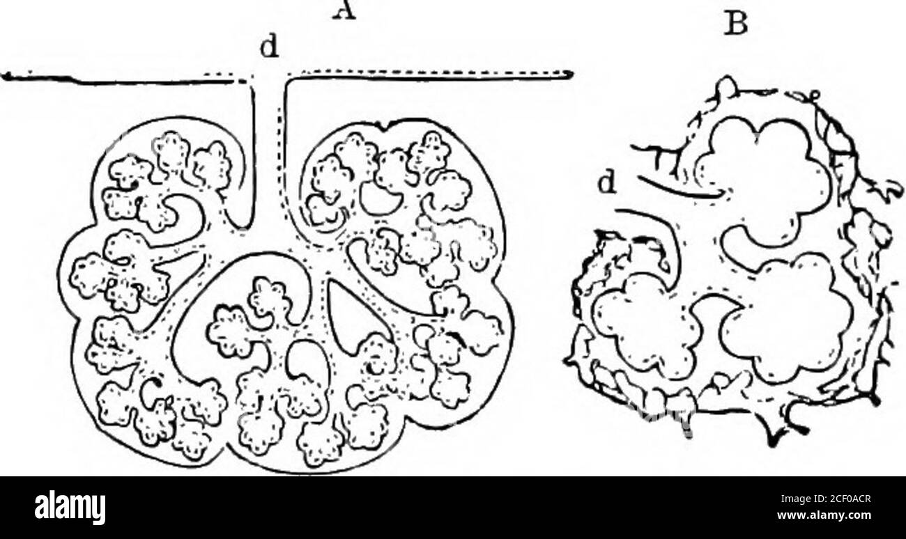 . Fisiologia umana. f composto di agroup di sacche o di lobuli con uscita di onecomcon sono chiamati race-mose o ghiandole lobulate composto.ma anche se le ghiandole variano in modo con-siderably nella forma, tuttavia mangiano allconstrated su un principio generale - tutti sono costituiti da una membrana secernente che è strettamente circondata da una rete di vasi sanguigni minuti. Tutto l'interno del canale alimentare, dalla bocca al retto, è rivestito da una morbida pelle chiamata mucousmembrane. Ai margini delle labbra questa membrana è in tinta con la pelle che copre la superficie esterna del corpo.T. Foto Stock