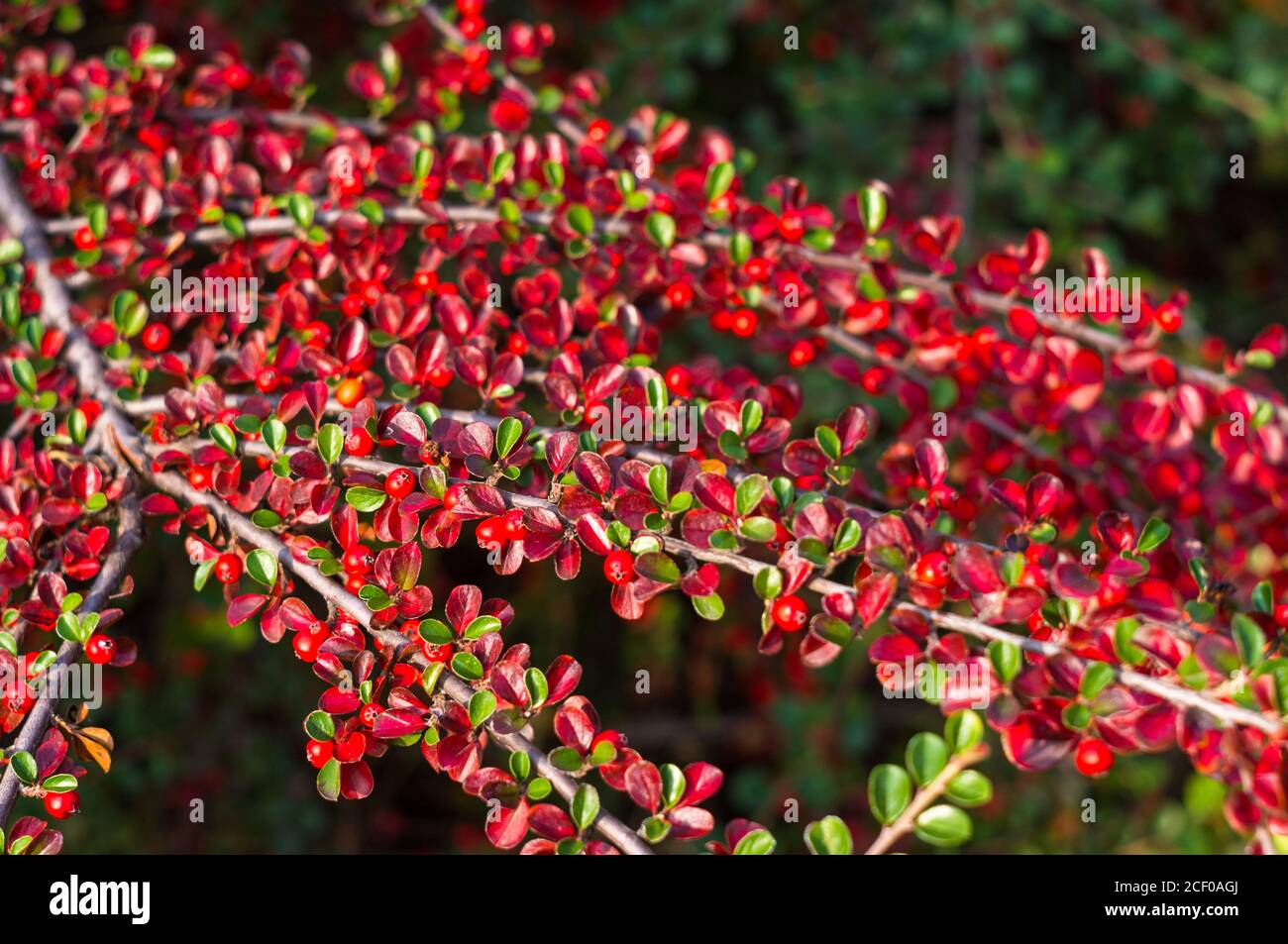 Grappoli di bacche rosse di un Cotoneaster Horizalis Decne. Illuminato da luce solare tenue sera, sfondo autunno Foto Stock
