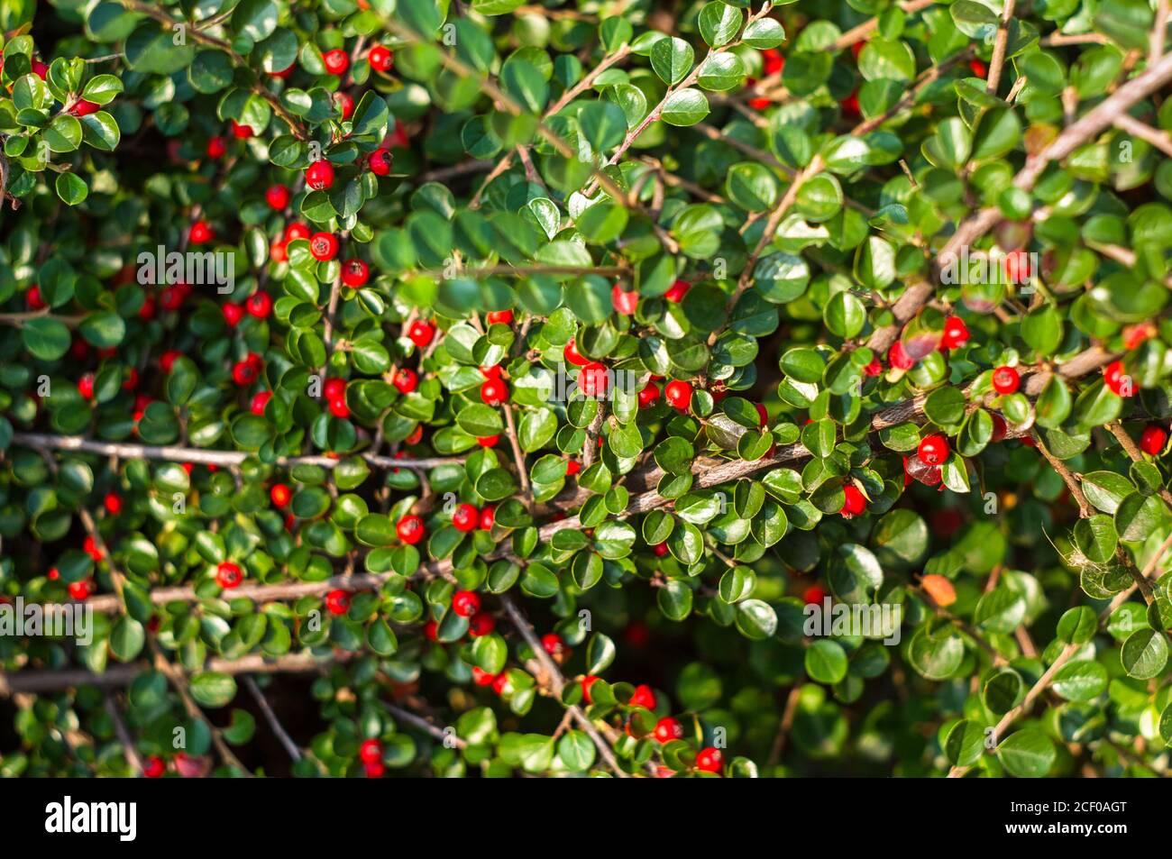 Grappoli di bacche rosse di un Cotoneaster Horizalis Decne. Illuminato da luce solare tenue sera, sfondo autunno Foto Stock