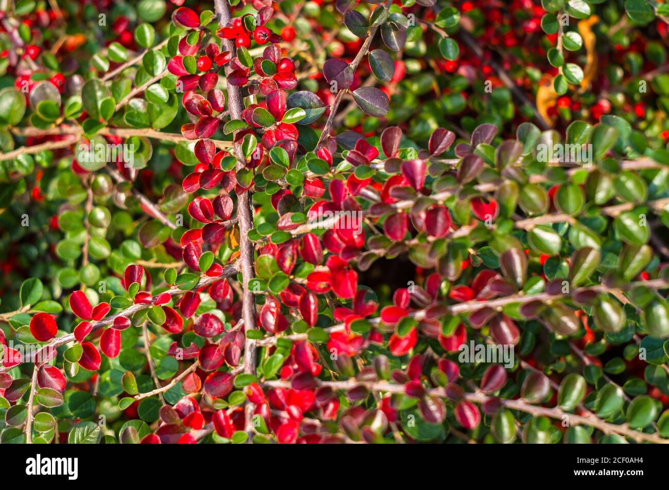 Grappoli di bacche rosse di un Cotoneaster Horizalis Decne. Illuminato da luce solare tenue sera, sfondo autunno Foto Stock