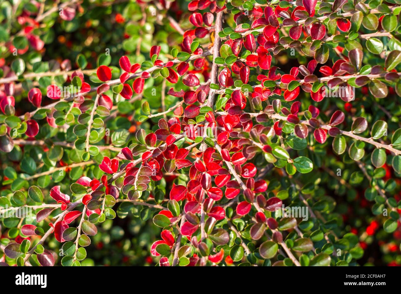Grappoli di bacche rosse di un Cotoneaster Horizalis Decne. Illuminato da luce solare tenue sera, sfondo autunno Foto Stock